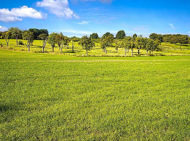 green fields, Orchard, trees, mistletoe, sky, grass  green, green  blue