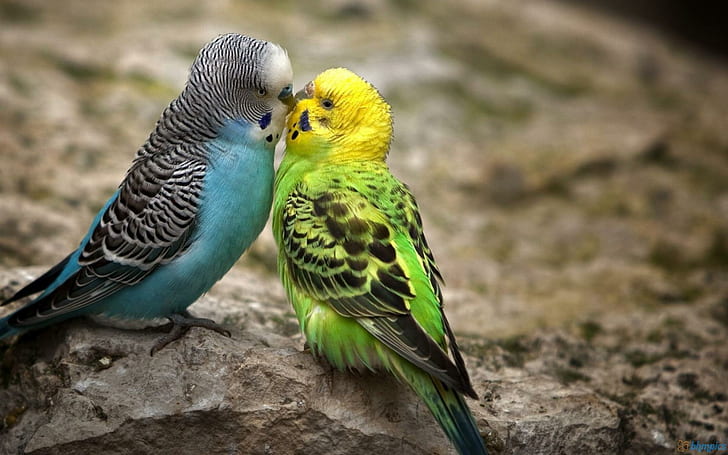 Kissing Parakeets, parrots, birds, animals