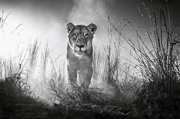 4K, Lioness, Female lion, HD wallpaper