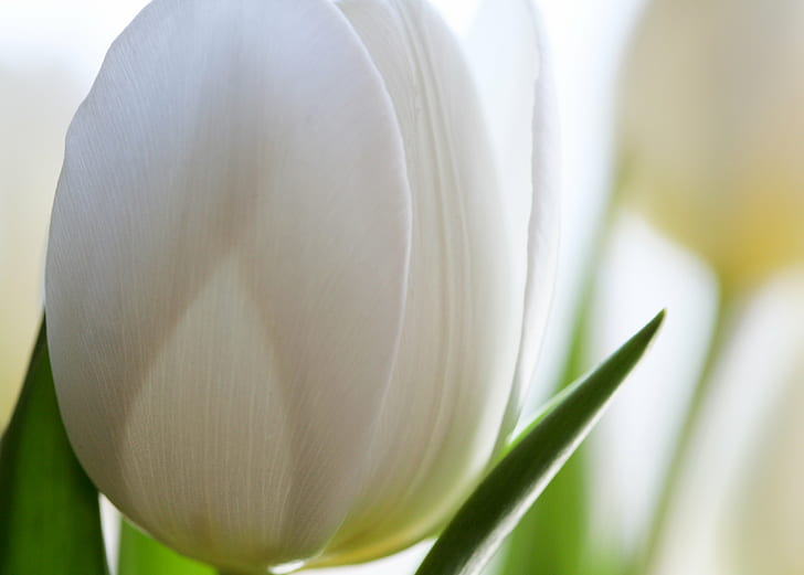 white tulips, flowers, IMG, nature, plant, springtime, close-up, HD wallpaper