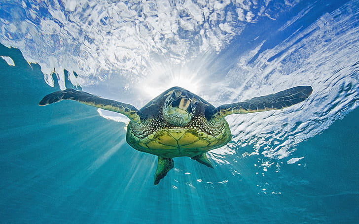 Turtle Tortoise Ocean Underwater Sunlight HD, animals, HD wallpaper
