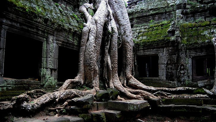 plants, stone, trees, temple, Cambodia, roots, old, ruin, Angkor Wat, HD wallpaper