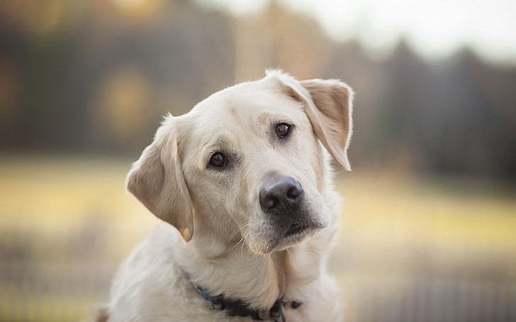 adult yellow Labrador retriever, dog, look, face, sad, pets, cute
