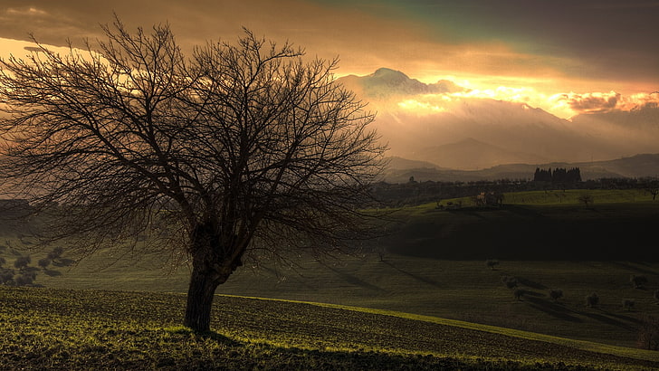 trees, mist, nature, landscape, field, clouds, morning, beauty in nature