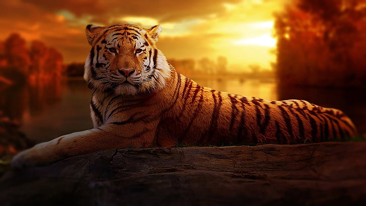 Tiger sunset closeup 2017 High Quality Wallpaper, feline, cat, HD wallpaper