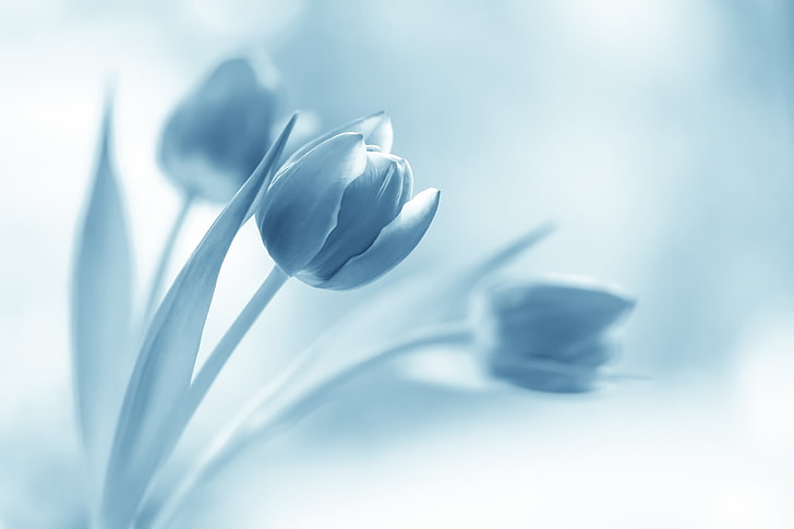 blue tulips hd