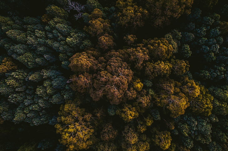photography, nature, trees, top view, forest, dark, tropical, HD wallpaper