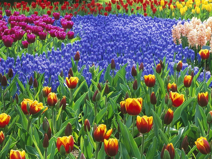 assorted-color tulip and grape hyacinth flower field wallpaper