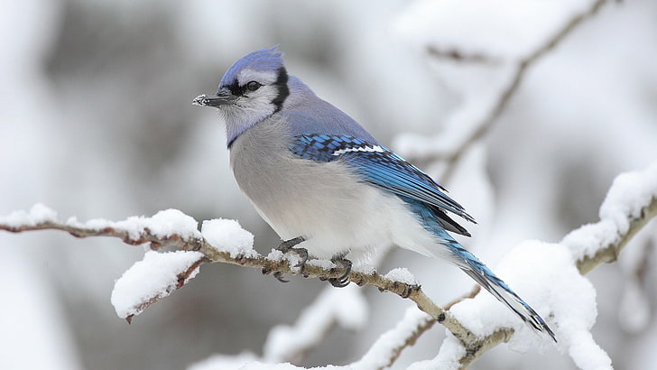 HD wallpaper: winter season snow birds blue jay branches 1920x1080 Animals  Birds HD Art | Wallpaper Flare