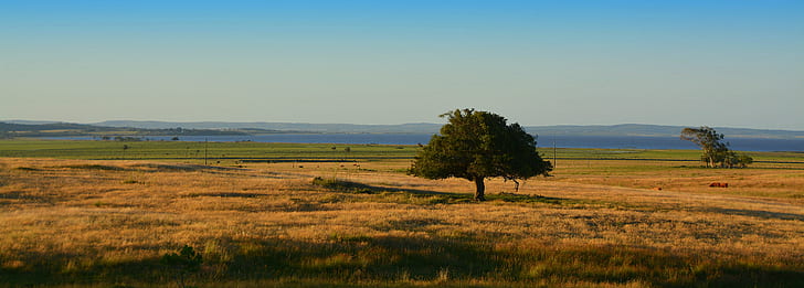 green tree on withered open field at day time, rocha, uruguay, rocha, uruguay, HD wallpaper