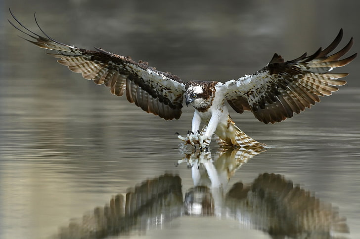 nature, bird, Osprey