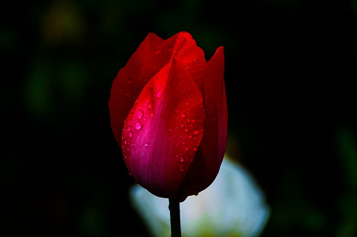 red petaled flower bud, tulip, tulip, in The Rain, Japan, Kanagawa, HD wallpaper
