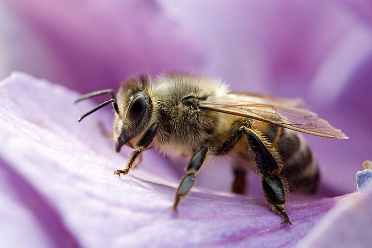 macro photography of Honeybee perched on pink flower, rossano veneto, HD wallpaper