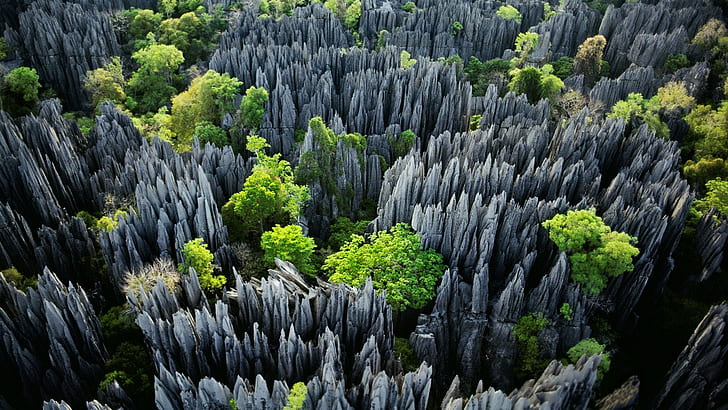 trees, erosion, rock, stones, limestone, Tsingy de Bemaraha National Park, HD wallpaper