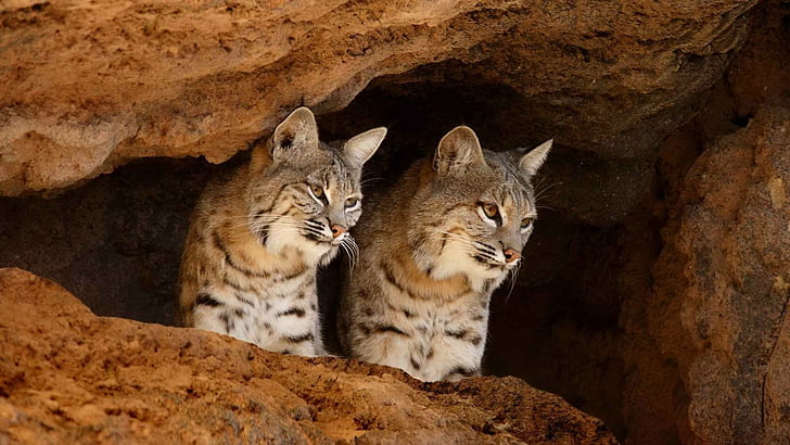 Cats, Bobcat, Arizona, Arizona-Sonora Desert Museum, Cave, Tucson, HD wallpaper