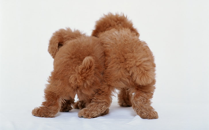 brown puppies, back, curly, dogs, pets, animal, cute, puppy, canine, HD wallpaper