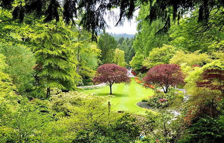 Canada, Butchart gardens, Trees, plant, growth, green color, HD wallpaper