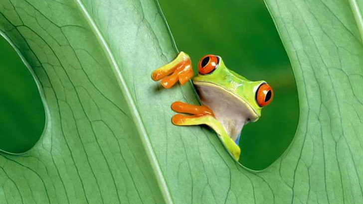 frog, tree frog, green frog, amphibian, cute, leaf, green color