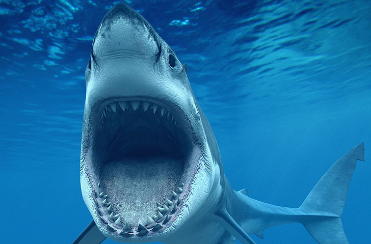 Shark Attack Underwater, gray and white shark, Animals, Sea, Ocean, HD wallpaper