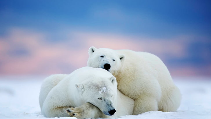 two white polar bears, winter, animals, snow, animal themes, cold temperature