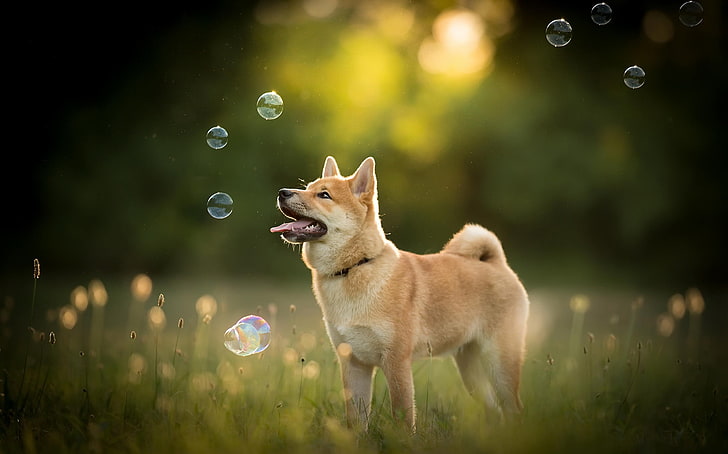 white and brown short-coated cat, dog, nature, bubbles, tongues, HD wallpaper