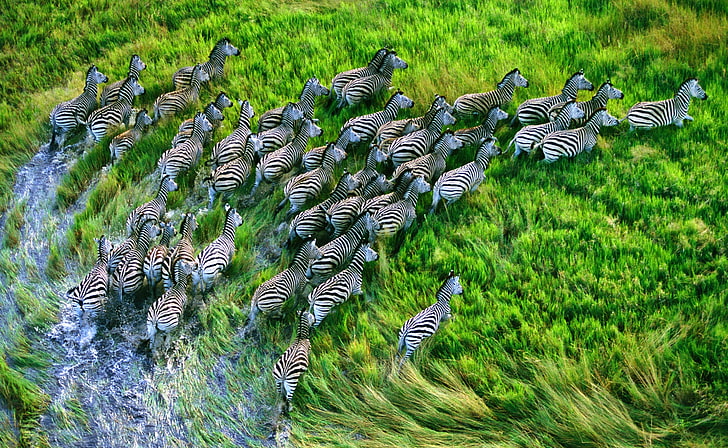 Mac Os X Retina Zebras, herd of zebra, Animals, Wild, animal wildlife, HD wallpaper