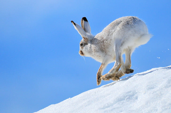 white rabbit jumping on snow during daytime, white-tailed jackrabbit, seedskadee national wildlife refuge, white-tailed jackrabbit, seedskadee national wildlife refuge, HD wallpaper