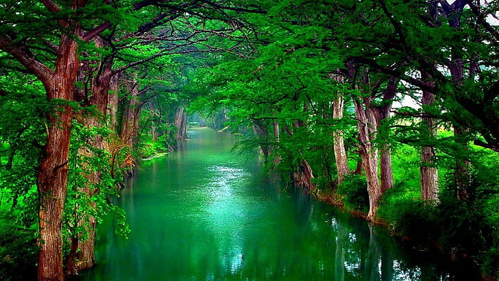 nature, forest, landscape, tree, water, park, river, grass, HD wallpaper