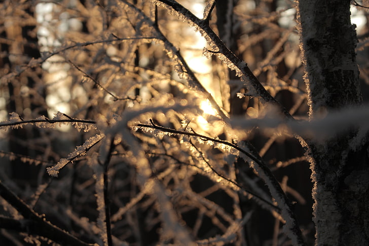 Sun, winter, snow, warm colors, branch, plant, cold temperature, HD wallpaper