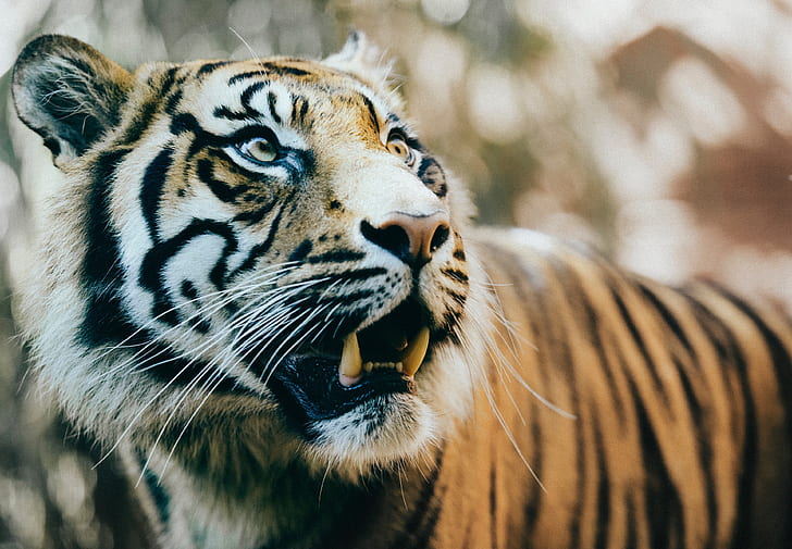 4K Tiger WallpapersAmazoncomAppstore for Android