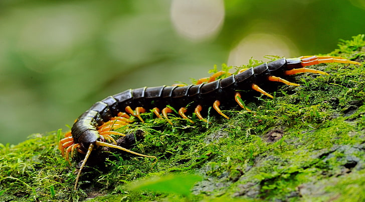 Giant Centipede Macro, black centipede, Animals, Reptiles and Frogs, HD wallpaper