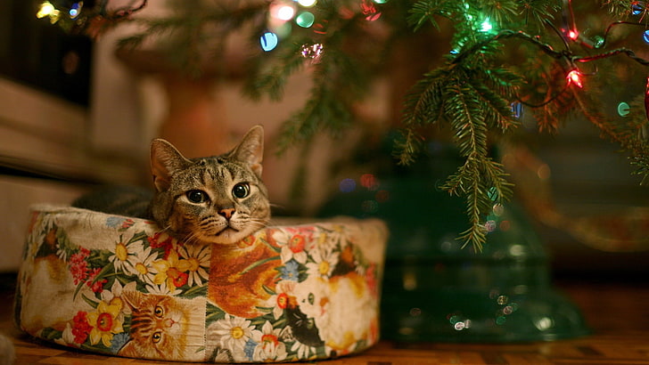 Siberian Tabby Kitten Cat Reading Book Wood Christmas Tree Ornament