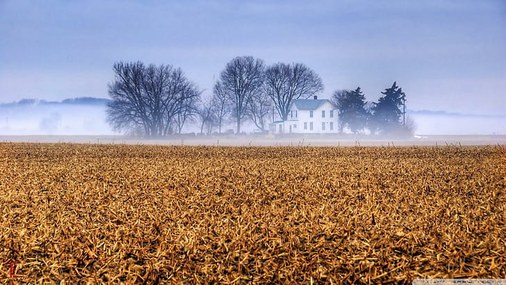 Kansas Farmhouse In The Mist, trees, field, nature and landscapes