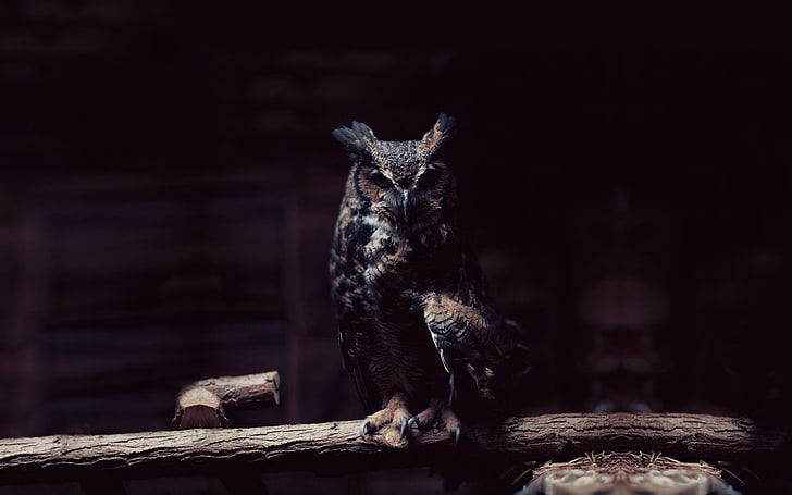 owl, lights, rest, looking at viewer, wood, photography, animals, HD wallpaper