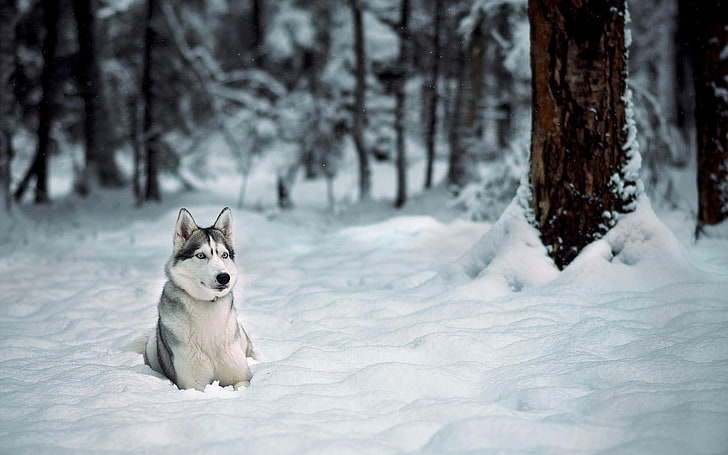 animals, dog, Siberian Husky , snow, one animal, winter, canine, HD wallpaper