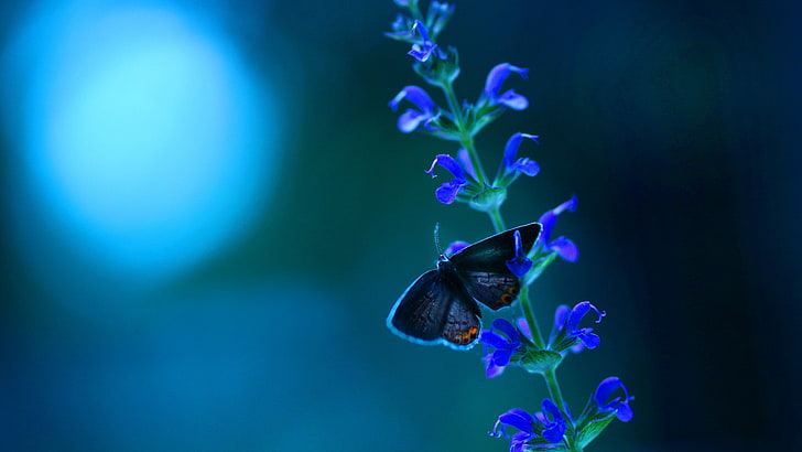 black butterfly on flower painting, blue flowers, insect, flowering plant, HD wallpaper