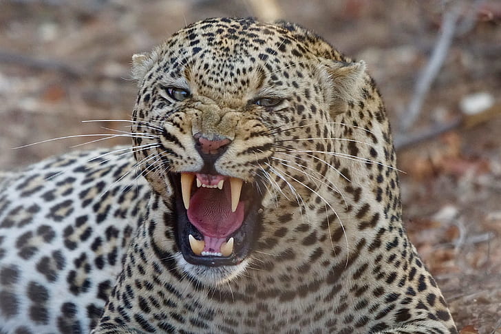 predator, mouth, leopard, fangs, grin, beast, wild cat, aggressive, HD wallpaper