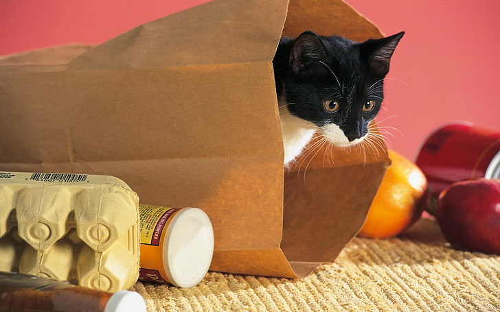 tuxedo cat in brown paper bag, package, food, climbing, curiosity