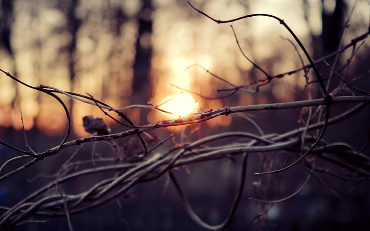 dried tree branches, sticks, blurred, sunset, depth of field, HD wallpaper