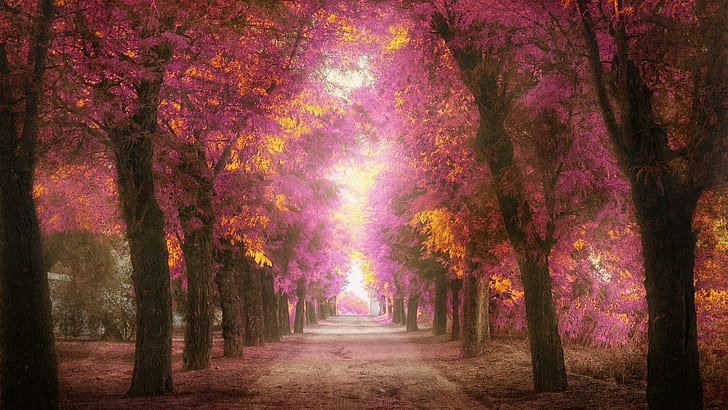 Parks, trees, roads, pink leaves, to heaven scenery