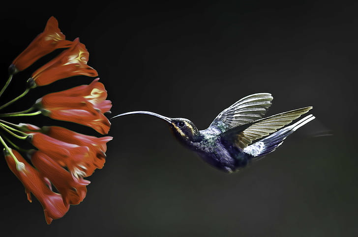 shallow focus of humming bird and red flower, violet sabrewing, violet sabrewing