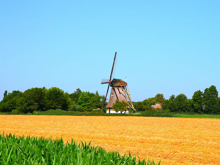 wheat field near mill under blue sky, Windmill, amsterdam, grain, HD wallpaper