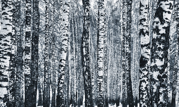 black and white trees, Russia, winter, birch, monochrome, forest