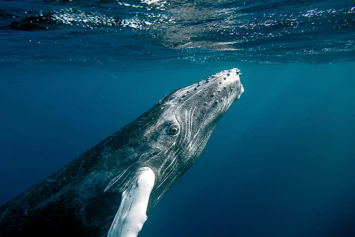 Humpback Whale Ocean 4K Wallpaper iPhone HD Phone #2700f