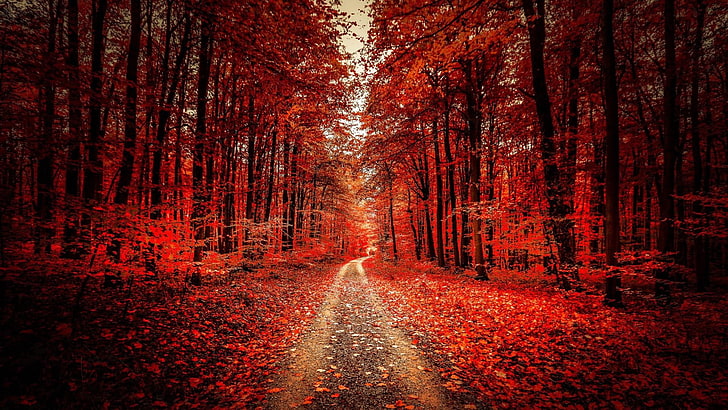 red leaves, dirt road, forest path, autumn, deciduous, woods