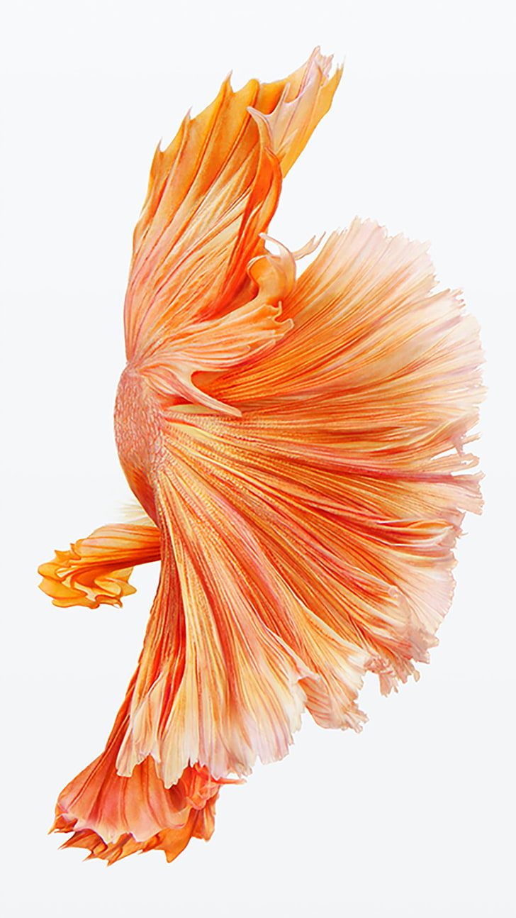 iOS, Ipod, iPad, iPhone, Siamese fighting fish, cut out, white background, HD wallpaper