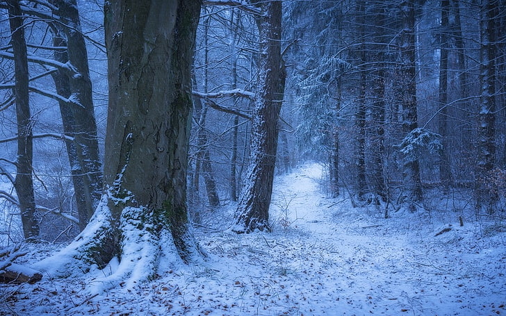 nature, landscape, winter, Germany, forest, snow, path, cold, HD wallpaper