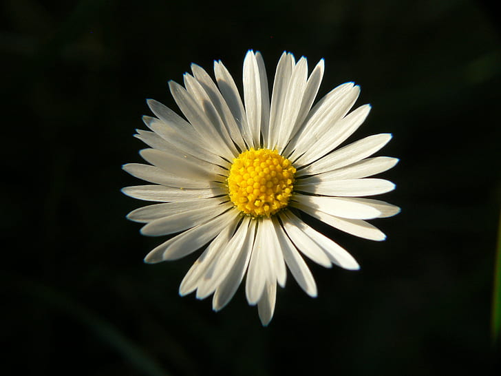 photography of white daisy, tiny, tiny, Flower, plants, macro, HD wallpaper
