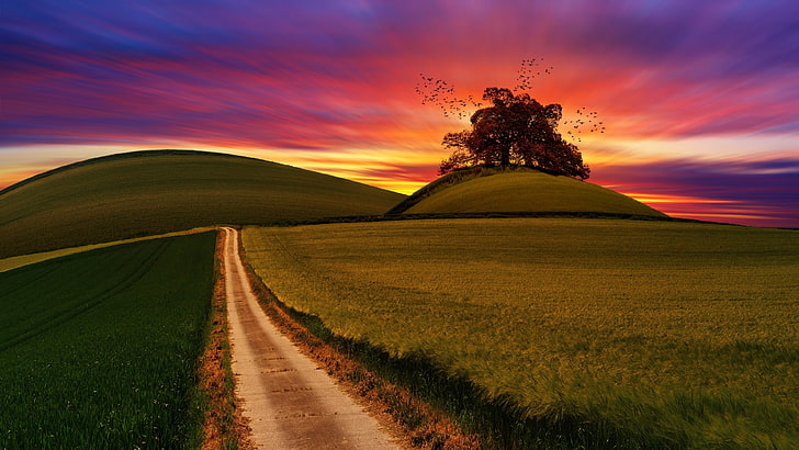 rolling hills, sky, field, horizon, grassland, lone tree, lonely tree