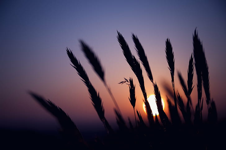 silhouette of wheat at golden hour, Sunset, PENTAX  K-7, SIGMA, HD wallpaper